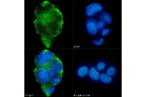Immunofluorescence staining of fixed Caco-2 cells with anti-Lewis a,b antibody HEA164. (Recombinant Lewis Blood Group A/b 抗体)
