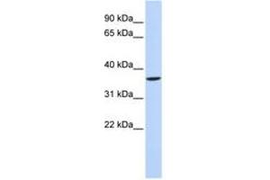 Image no. 1 for anti-Short Stature Homeobox 2 (SHOX2) (N-Term) antibody (ABIN6742364) (SHOX2 抗体  (N-Term))