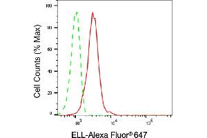 Flow cytometric analysis of ELL expression in C2C12 cells using ELL antibody (ABIN7798432), 1:1,000). (ELL 抗体)