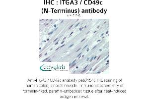 Image no. 1 for anti-Integrin, alpha 3 (ITGA3) (N-Term) antibody (ABIN1736068) (ITGA3 抗体  (N-Term))