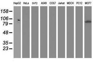Image no. 1 for anti-Dipeptidyl-Peptidase 3 (DPP3) antibody (ABIN1497829) (DPP3 抗体)