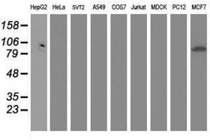 Image no. 1 for anti-Dipeptidyl-Peptidase 3 (DPP3) antibody (ABIN1497829) (DPP3 抗体)