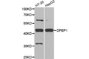 Western blot analysis of extracts of various cell lines, using DPEP1 antibody (ABIN5973713) at 1/1000 dilution. (DPEP1 抗体)