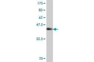 PCDHGB2 antibody  (AA 94-199)
