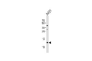 Western blot analysis of lysate from A431 cell line, using SPRR2A Antibody at 1:1000 at each lane.