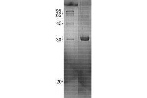 Validation with Western Blot (Peroxiredoxin 4 Protein (PRDX4) (His tag))