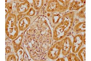 IHC image of ABIN7148386 diluted at 1:400 and staining in paraffin-embedded human kidney tissue performed on a Leica BondTM system. (CFHR1 抗体  (AA 132-221))