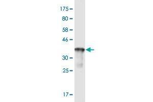 Western Blot detection against Immunogen (37. (R-Ras 抗体  (AA 109-218))