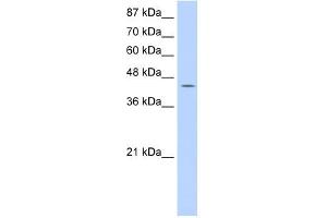 GTPBP9 antibody used at 0. (OLA1 抗体)