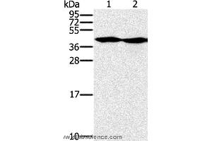 Western blot analysis of Hepg2 and k562 cell, using MORF4L1 Polyclonal Antibody at dilution of 1:400 (MORF4L1 抗体)