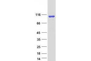 Western Blotting (WB) image for Oxysterol Binding Protein-Like 3 (OSBPL3) (Transcript Variant 4) protein (Myc-DYKDDDDK Tag) (ABIN2727989)