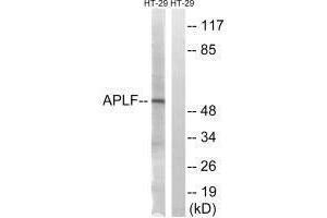 Western blot analysis of extracts from HT-29 cells, using APLF (Ab-116) antibody. (APLF 抗体  (Ser116))