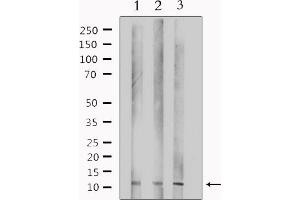 Western blot analysis of extracts from various samples, using TUSC2 Antibody. (TUSC2 抗体  (Internal Region))