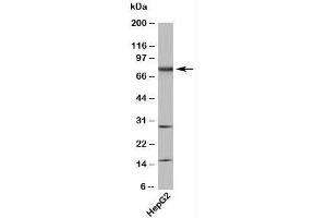 Western blot testing of human samples with TAB3 antibody at 4ug/ml. (TAB3 抗体  (N-Term))