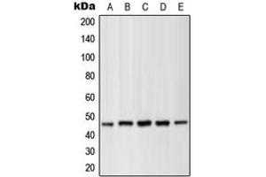 Western blot analysis of MKK1 (pT286) expression in HEK293T PMA-treated (A), NIH3T3 UV-treated (B), C2C12 (C), PC12 PMA-treated (D), C6 (E) whole cell lysates. (MEK1 抗体  (pSer286))