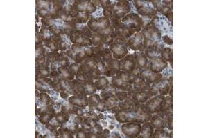 Immunohistochemical staining of human pancreas with CLPTM1L polyclonal antibody  shows strong cytoplasmic positivity in exocrine glandular cells. (CLPTM1L 抗体)