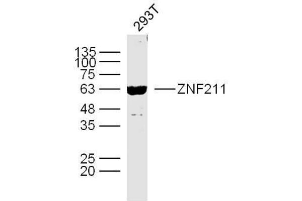 ZNF211 抗体  (AA 51-160)