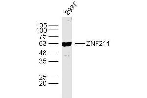Human 293T cells probed with ZNF211 Polyclonal Antibody, unconjugated  at 1:300 overnight at 4°C followed by a conjugated secondary antibody at 1:10000 for 90 minutes at 37°C. (ZNF211 抗体  (AA 51-160))