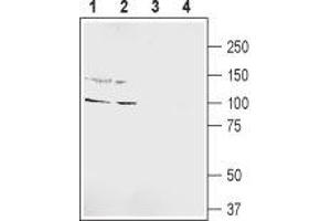 Western blot analysis of rat hippocampus lysate (lanes 1 and 3) and rat brain lysate (lanes 2 and 4): - 1,2. (GRIK5 抗体  (Extracellular, N-Term))
