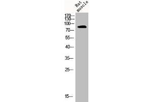 Western Blot analysis of RAT-MUSLE cells using CLC-4 Polyclonal Antibody (CLCN4 抗体  (Internal Region))