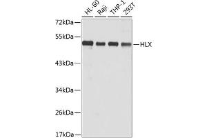 Western blot analysis of extracts of various cell lines, using HLX antibody (ABIN6131788, ABIN6141853, ABIN6141855 and ABIN6223309) at 1:1000 dilution. (HLX 抗体  (AA 80-280))