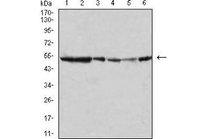 Western Blotting (WB) image for anti-Mitogen-Activated Protein Kinase 10 (MAPK10) (AA 180-329) antibody (ABIN5895586) (MAPK10 抗体  (AA 180-329))