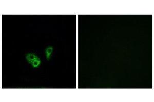 Immunofluorescence (IF) image for anti-Cyclic Nucleotide Gated Channel alpha 2 (CNGA2) (Internal Region) antibody (ABIN1851186) (CNGA2 抗体  (Internal Region))