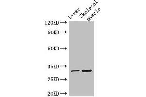 Western Blot Positive WB detected in: Mouse liver tissue, Mouse skeletal muscle tissue All lanes: RSPH9 antibody at 3 μg/mL Secondary Goat polyclonal to rabbit IgG at 1/50000 dilution Predicted band size: 32, 35 kDa Observed band size: 32 kDa (RSPH9 抗体  (AA 62-171))