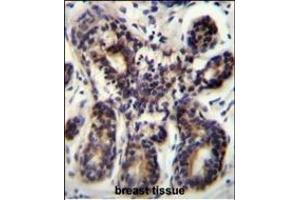 NBPF8 Antibody (N-term) (ABIN655536 and ABIN2845048) immunohistochemistry analysis in formalin fixed and paraffin embedded human breast tissue followed by peroxidase conjugation of the secondary antibody and DAB staining. (NBPF8 抗体  (N-Term))