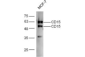 MCF-7 probed with Rabbit Anti-CD15/Fut4/SSEA-1 Polyclonal Antibody  at 1:5000 for 90 min at 37˚C. (CD15 抗体  (AA 251-295))