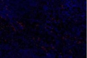 Immunofluorescent analysis of paraformaldehyde-fixed rat spleen using,Slc6a6 (ABIN7075842) at dilution of 1: 600 (TAUT 抗体)