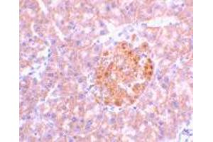 Immunohistochemistry of IL23A in mouse pancreas tissue with IL23A polyclonal antibody  at 2 ug/mL . (IL23A 抗体  (N-Term))
