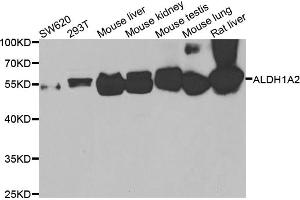 Western blot analysis of extracts of various cell lines, using ALDH1A2 antibody (ABIN5975580) at 1/1000 dilution. (ALDH1A2 抗体)