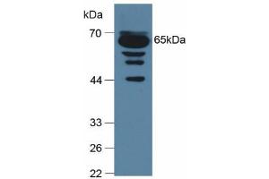 Western blot analysis of Mouse Serum. (C9 抗体  (AA 136-512))