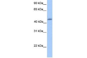 WB Suggested Anti-KLF4 Antibody Titration:  0.