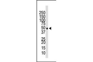 Western blot analysis of anti-HDAC11 Pab (ABIN387964 and ABIN2844702) in mouse brain tissue lysate. (HDAC11 抗体  (N-Term))