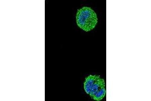 Immunofluorescence (IF) image for anti-V-Ets erythroblastosis Virus E26 Oncogene Homolog 1 (Avian) (ETS1) (AA 46-74), (N-Term) antibody (ABIN952130)