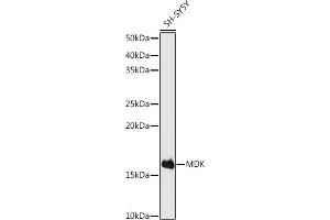 Western blot analysis of extracts of SH-SY5Y cells, using MDK antibody (ABIN3020790, ABIN3020791, ABIN3020792 and ABIN6213725) at 1:500 dilution. (Midkine 抗体  (AA 21-143))
