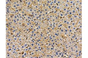 ABIN7096974 and ABIN7101041 at 1/100 staining mouse liver tissue by IHC-P. (CYB5D2 抗体)