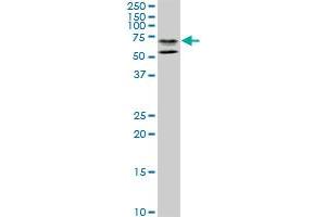 STAU2 monoclonal antibody (M09), clone 3E9. (Double-stranded RNA-binding protein Staufen homolog 2 (STAU2) (AA 2-90) 抗体)