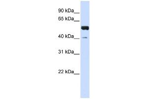 WB Suggested Anti-ZNF703 Antibody Titration:  0. (ZNF703 抗体  (C-Term))