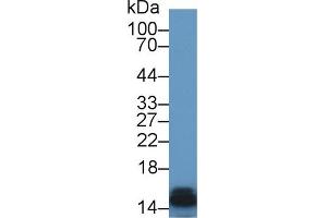 Western Blot; Sample: Rat Kidney lysate; Primary Ab: 1µg/ml Rabbit Anti-Rat FABP3 Antibody Second Ab: 0. (FABP3 抗体  (AA 1-133))