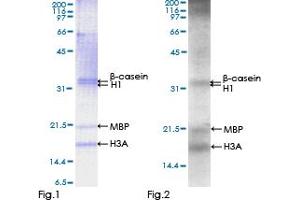 STK25 Protein (AA 1-426) (GST tag)