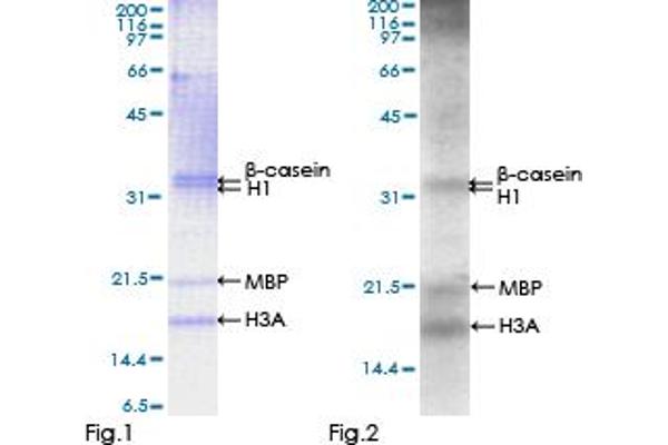 STK25 Protein (AA 1-426) (GST tag)