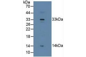 Detection of RLN2 in Human Placenta Tissue using Polyclonal Antibody to Relaxin 2 (RLN2) (Relaxin 2 抗体  (AA 1-185))
