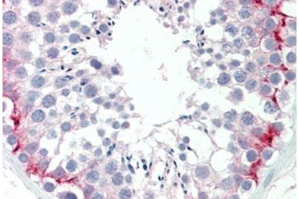 SLC30A9 antibody  (AA 103-151)