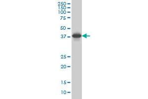 SPP1 monoclonal antibody (M10), clone 4F2 Western Blot analysis of SPP1 expression in Hela S3 NE . (Osteopontin 抗体  (AA 1-300))