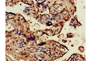Immunohistochemistry of paraffin-embedded human placenta tissue using ABIN7162119 at dilution of 1:100 (Obscurin-Like 1 (OBSL1) (AA 1-61) 抗体)