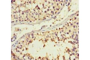Immunohistochemistry of paraffin-embedded human testis tissue using ABIN7145392 at dilution of 1:100 (B4GALT3 抗体  (AA 34-393))