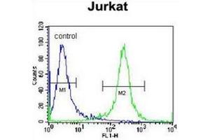 Flow cytometric analysis of Jurkat cells using PDE3B Antibody (Center) Cat. (PDE3B 抗体  (Middle Region))